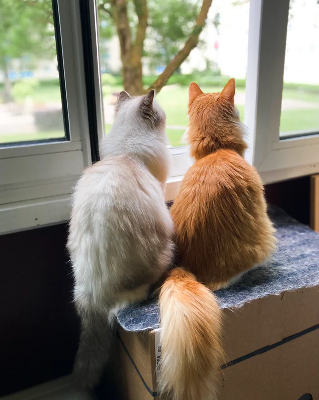 Yuki and Ginny looking outside from the balcony together