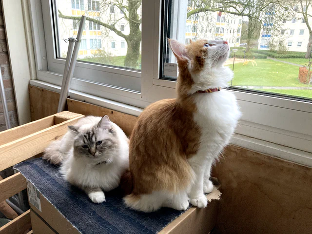 Yuki en Ginny op het balkon